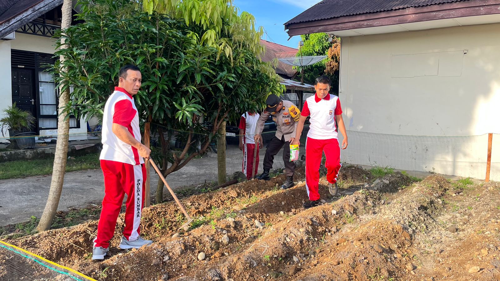 Polres Agam Sulap Lahan Tidur Jadi Ladang Jagung. Inspirasi Kemandirian Pangan